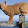 Cat Walk for Cat Lovers